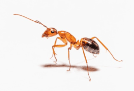 ant